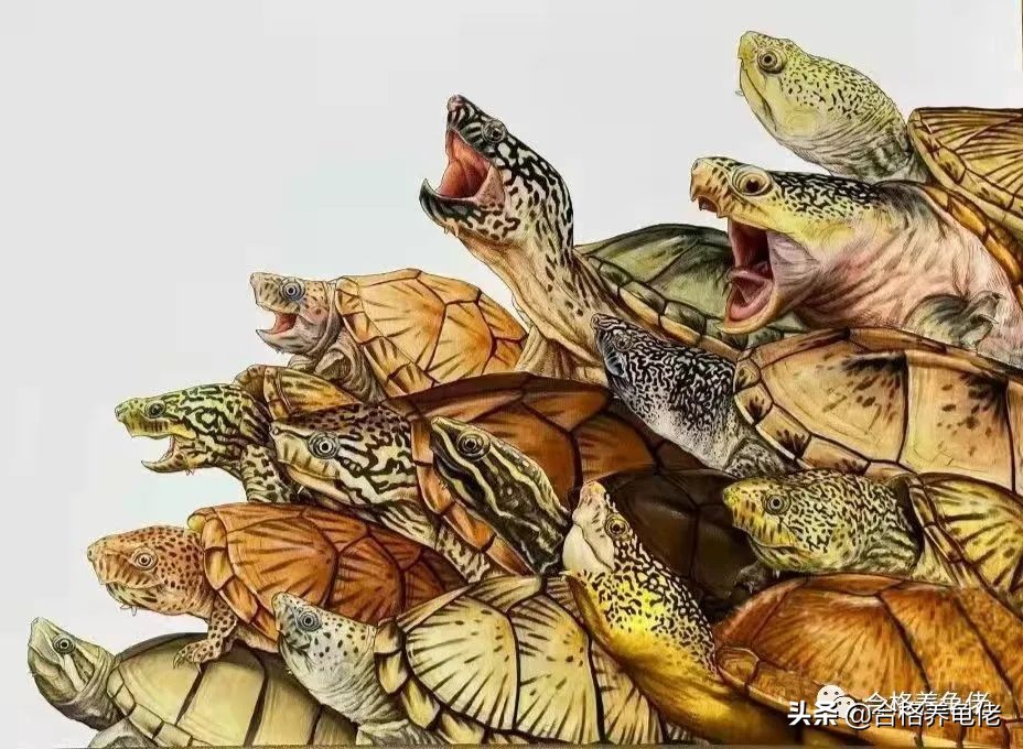 倒春寒乌龟怎么办,倒春寒怎么养植物