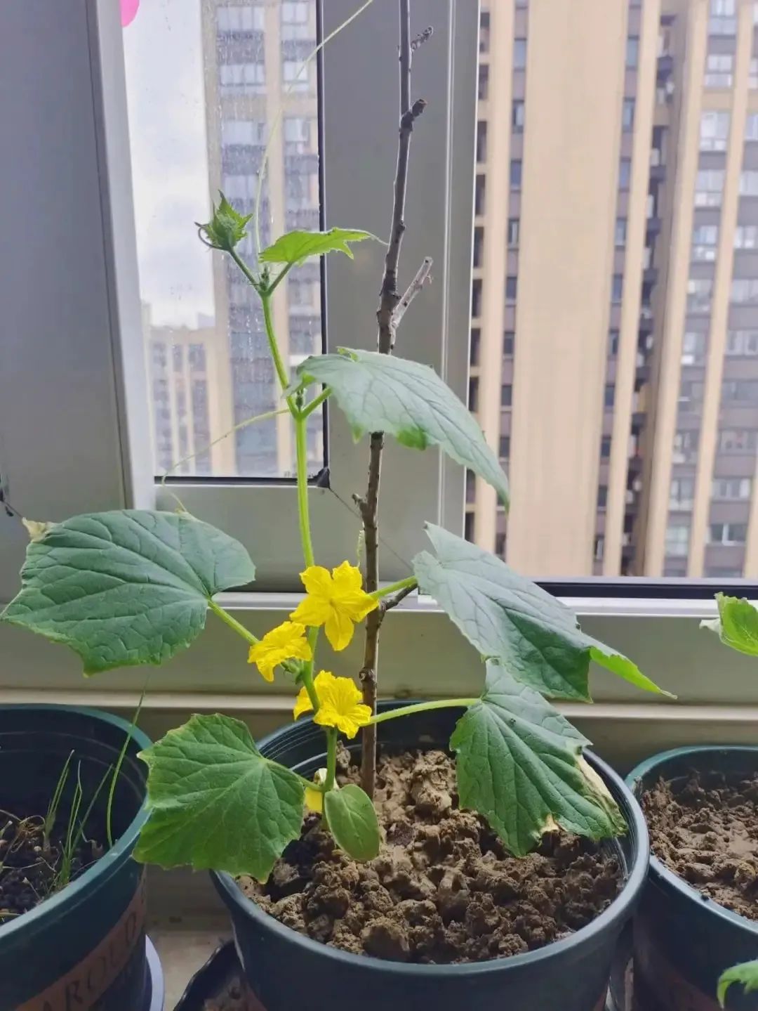 种的小黄瓜长势喜人,家庭观赏可爱小黄瓜种植