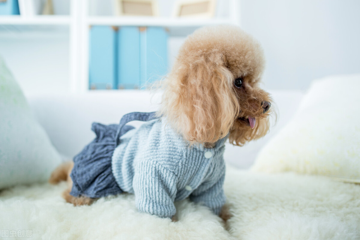 泰迪发情有什么前兆,泰迪发情有什么状况