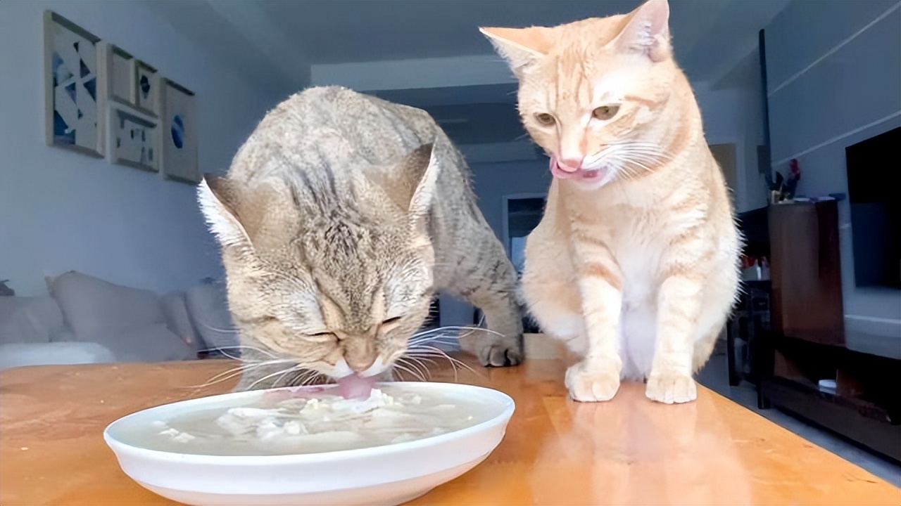 把猫咪关笼子里2个月,把猫咪关外面一晚上冻死了