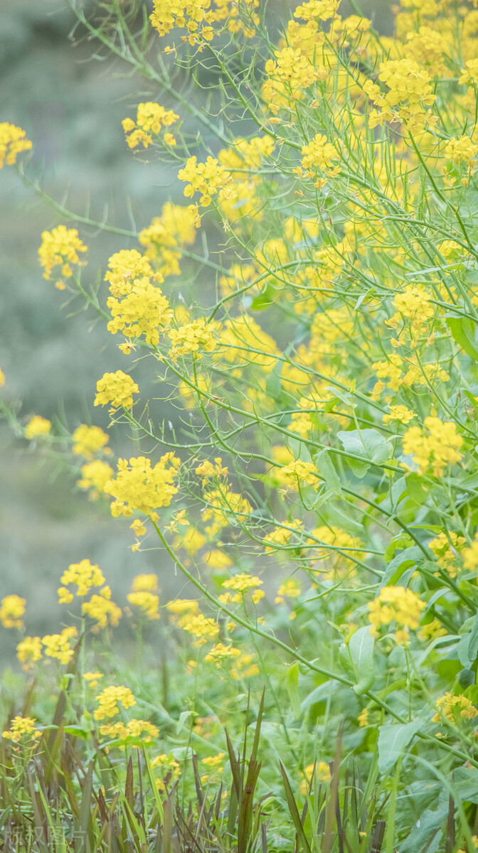 春天花的手机壁纸图片好看,春天图片唯美高清壁纸
