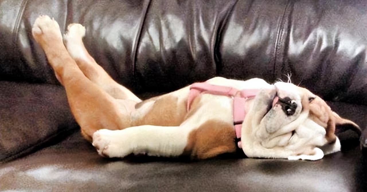 狗子有窝不睡,狗子睡觉前为什么喜欢刨一会窝