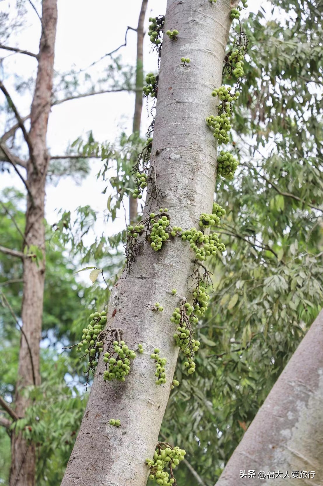 云南西双版纳热带植物园官网,西双版纳植物园全面讲解