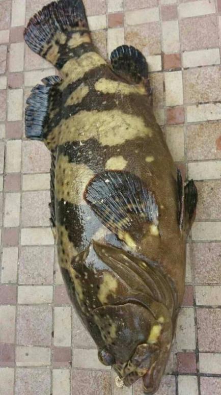 马鞭草和鹿衔草对养殖虎龙杂交斑生长与免疫影响的研究