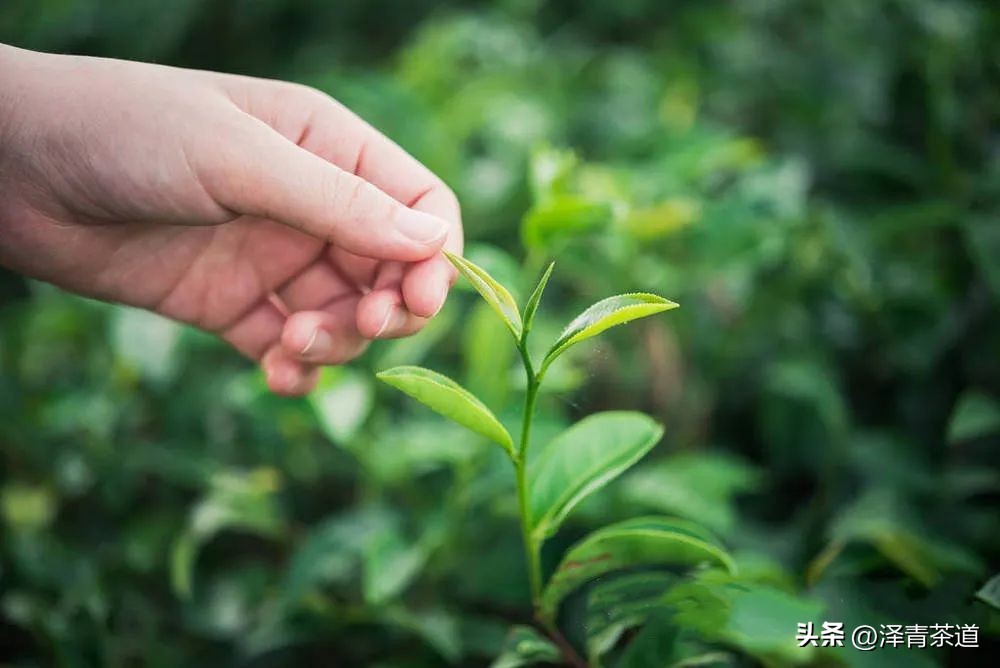 写春天的著名唐诗宋词加赏析,100首关于春天的唐诗宋词