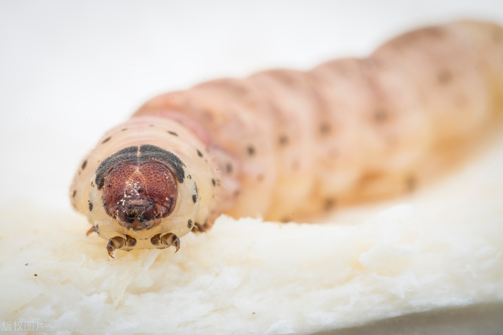 家里木材有蛀虫去哪确认蛀虫种类,家里木材有白蚁用什么药杀灭