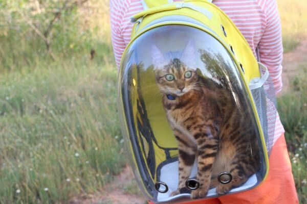 野生保护动物领养,野生小动物领养