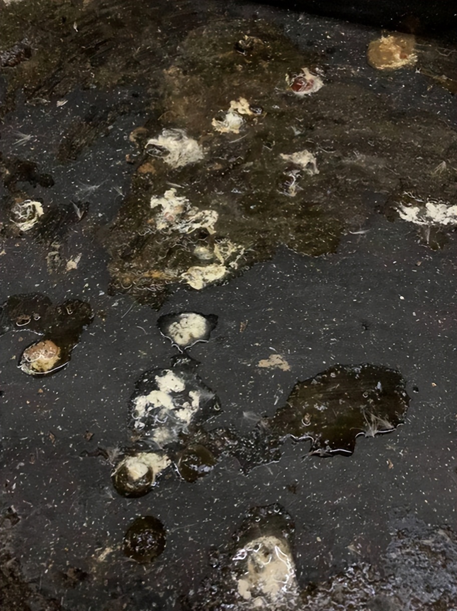 鸡拉绿色粪便是什么病怎么治,鸡拉白色的粪便是什么原因