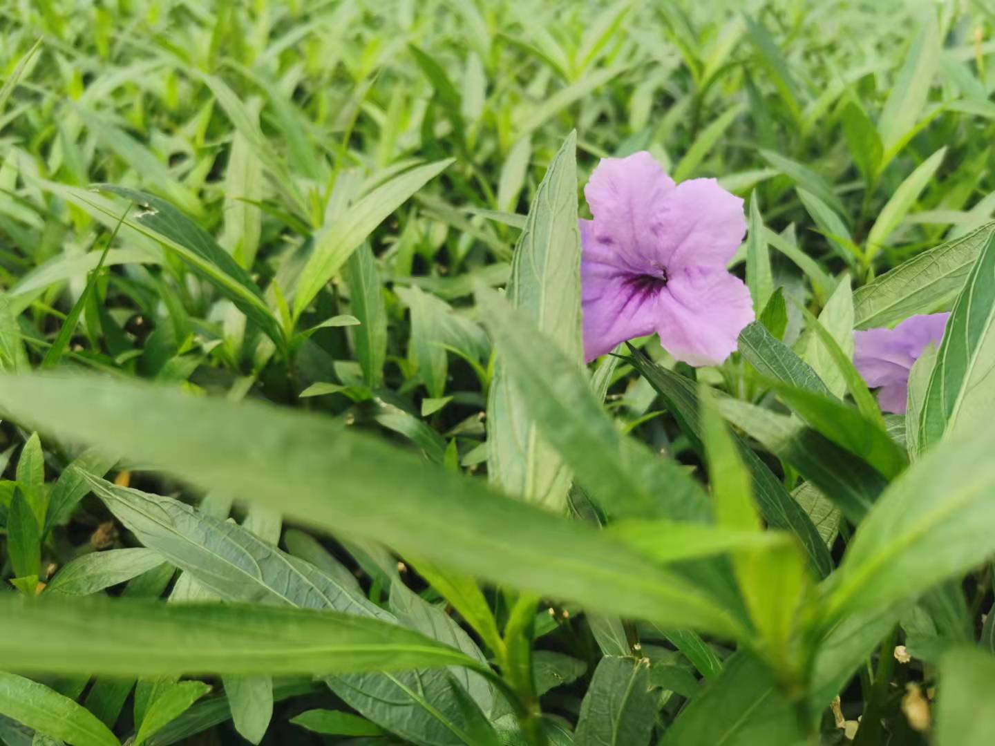 如何通过口碑营销树立自己的品牌,企业如何塑造口碑营销