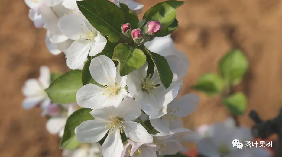怎样辨别果树花和芽,怎么分辨阳光玫瑰果树