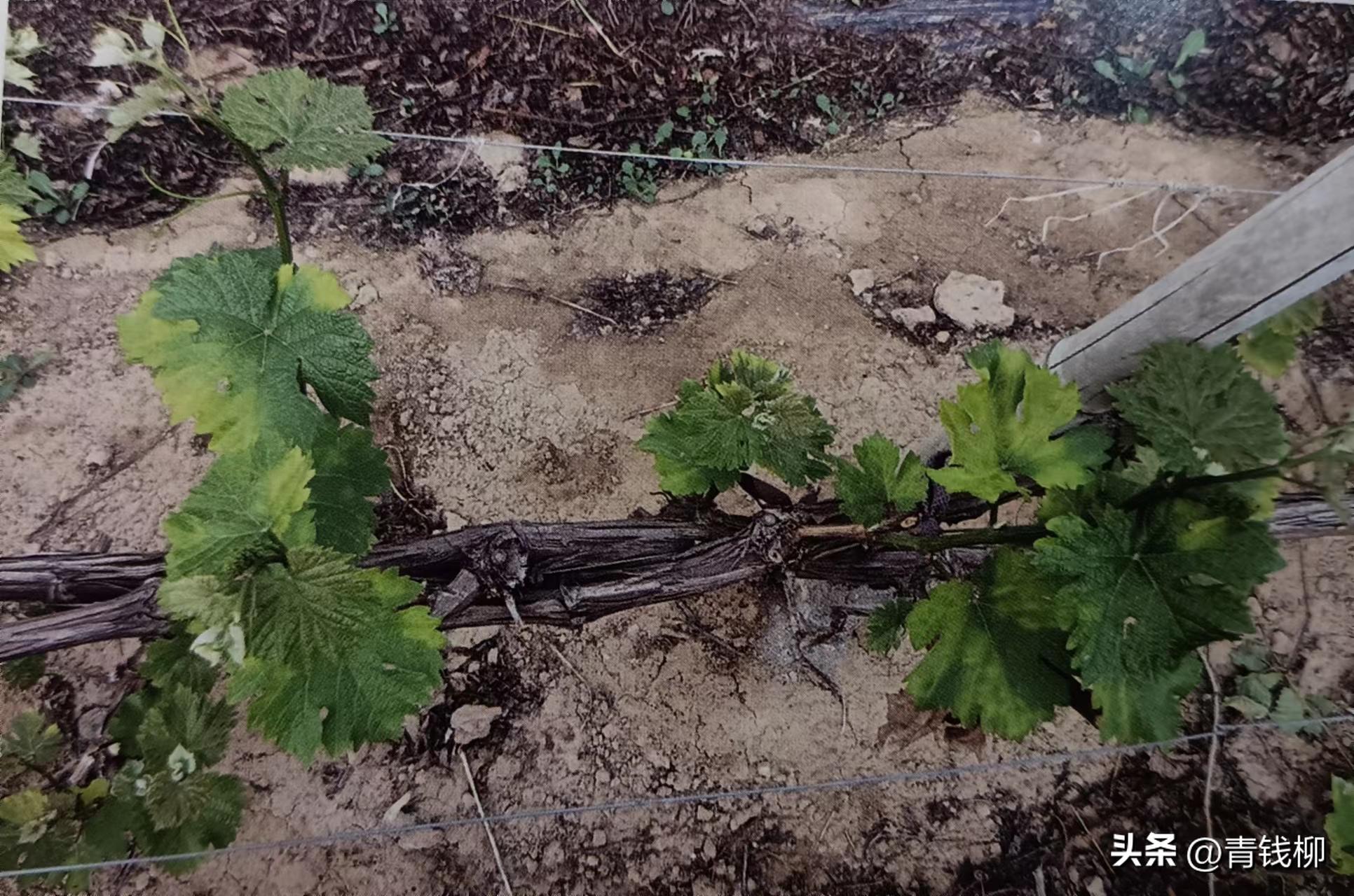 阳光玫瑰葡萄种植土处理,种阳光玫瑰葡萄怎样改良土壤