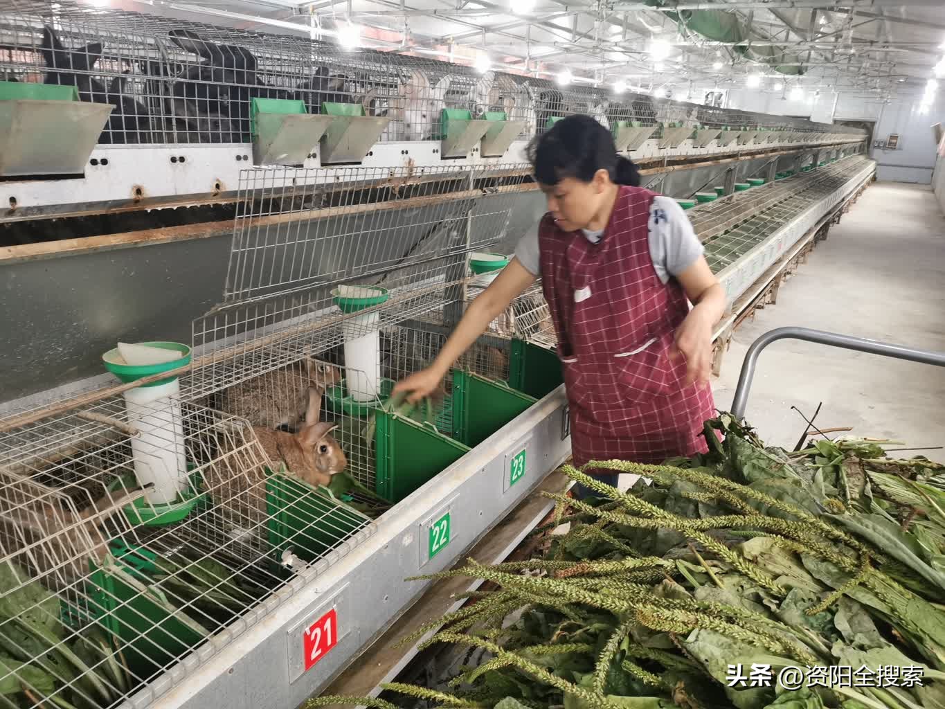 残友创业帮扶项目,乐至县残疾人致富