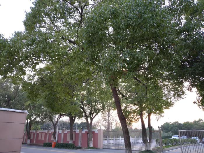 画与景,幼儿长卷画景