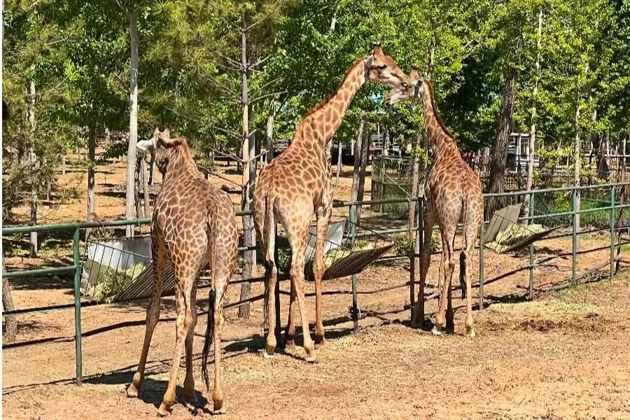 秦皇岛夏日美食攻略,去秦皇岛必吃的十种美食