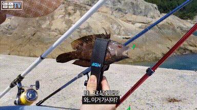 真实女钓手与网红女钓手对比,网红女钓手钓大鱼集锦