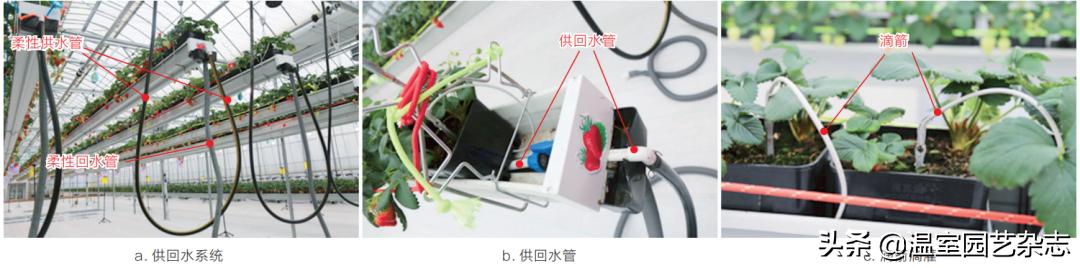 关注｜可升降的观光型草莓吊架，你见过吗？