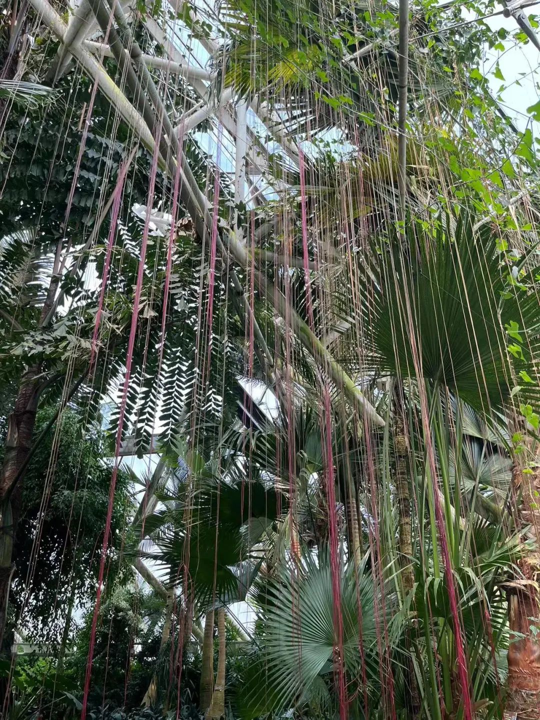 泰达热带植物园4月29日开园，文化之旅，一起鉴定网络热门植物