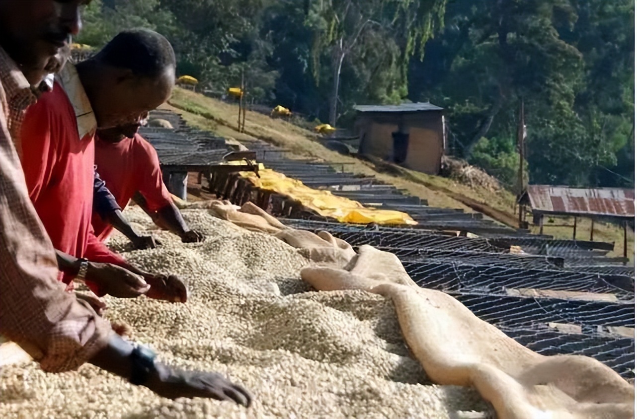 贫瘠的非洲是芝麻的原产地?年产量达400万吨，我国是最大进口国?