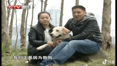 小狗帮主人摘橘子,小狗帮主人摘梨