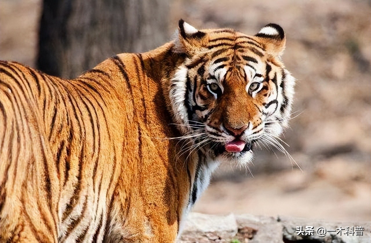 原地不动抗毒技巧,原地奔跑跳不了怎么办