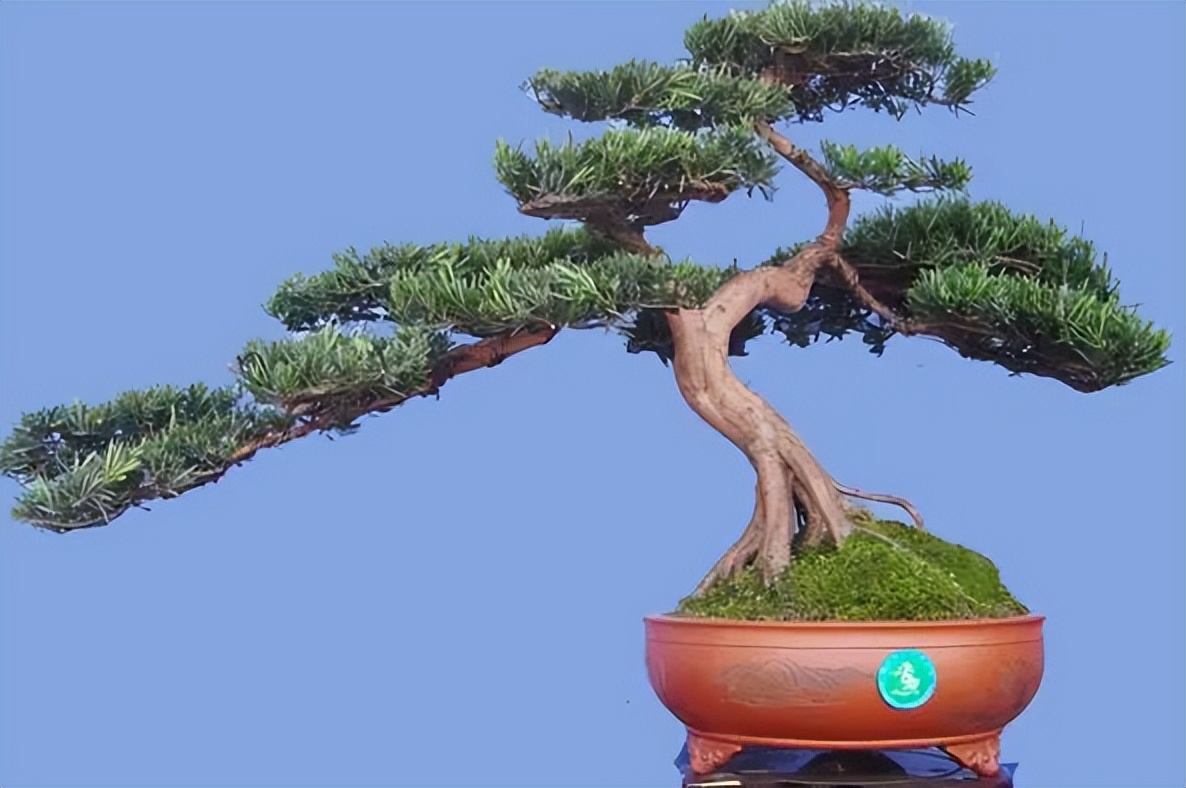 新手松树盆景制作,盆景铝线怎么蟠扎松树盆景