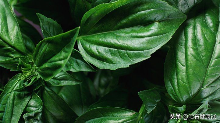 罗勒为什么只能生存一年,罗勒有什么缺点