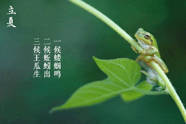 立夏第一天注意什么,立夏后注意事项与养生