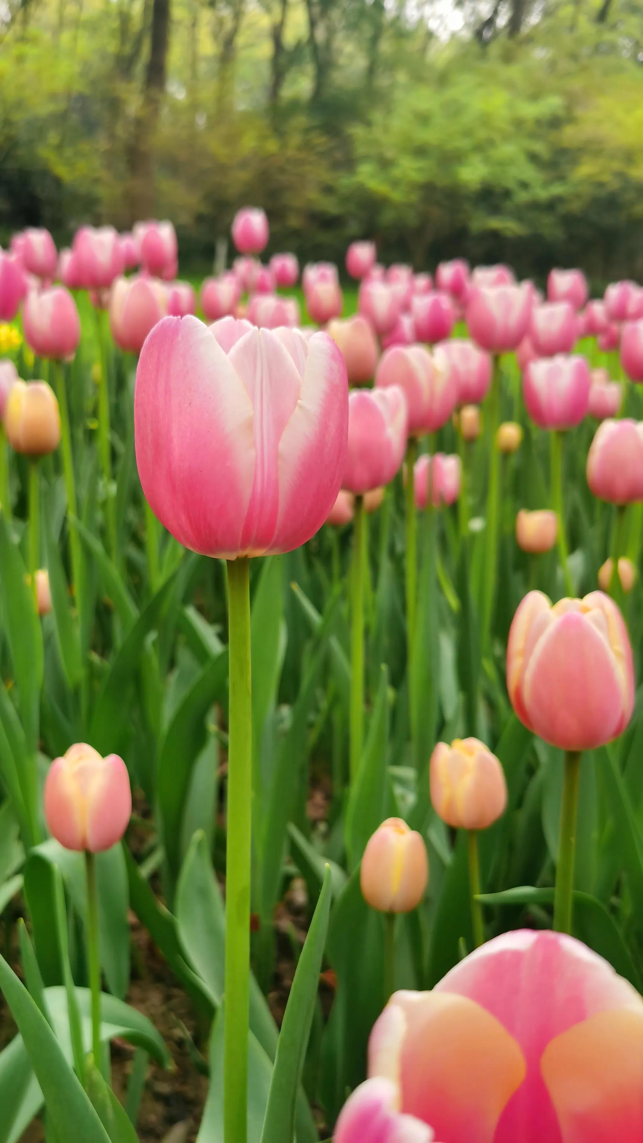 别光知道拍照，教你认识各品种郁金香。文末一款让八零后泪目的花
