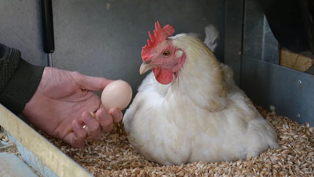 德国消费者信心先行,德国消费者的现状