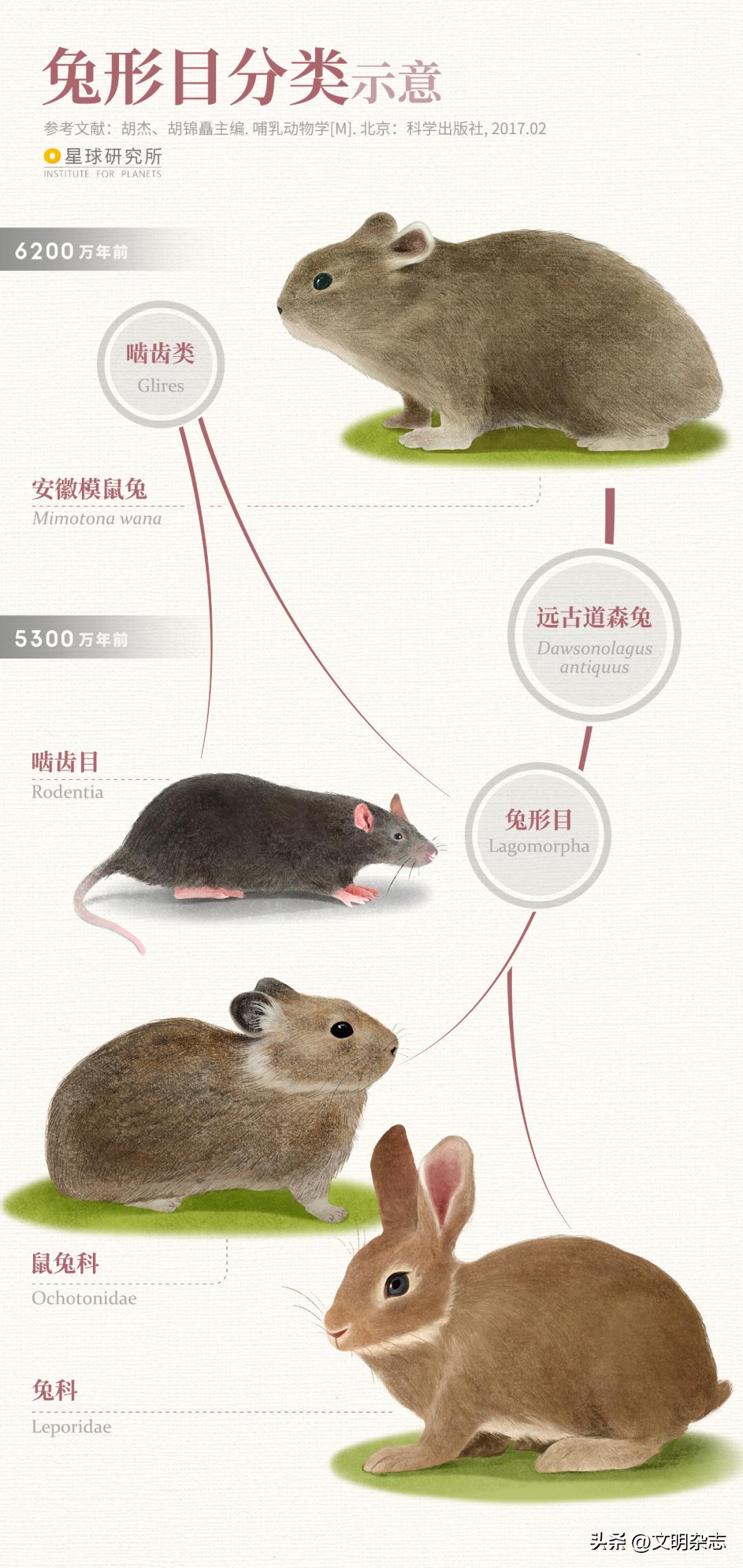 兔子来阳台,兔子来到新家