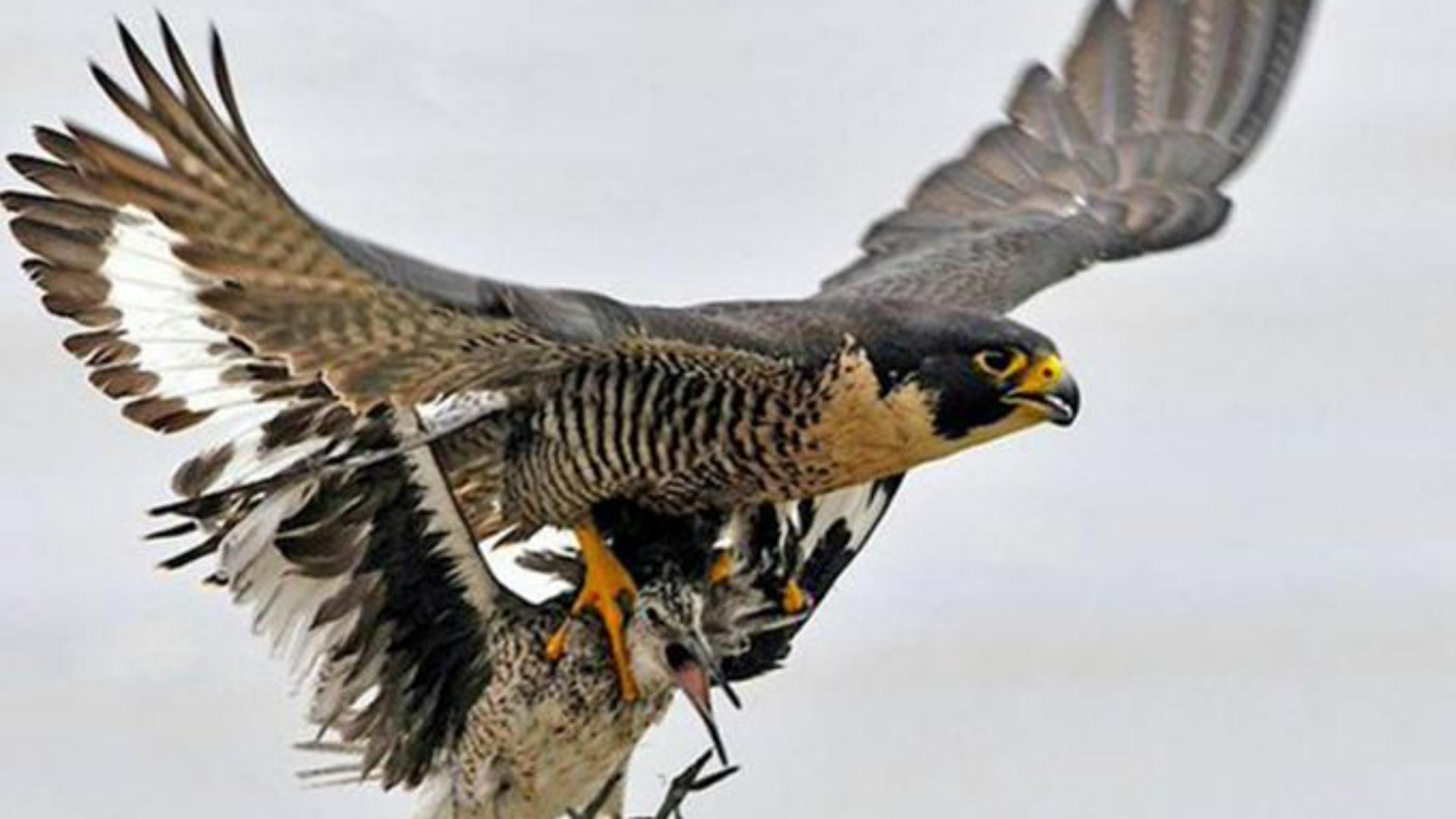 凶猛的空中猎手—游隼，鸟中的战斗机是怎样炼成的？