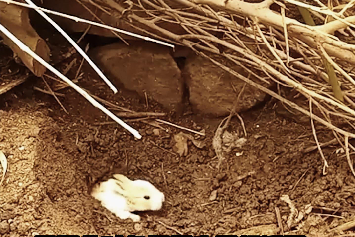 国外野兔泛滥成灾后续,国外野兔泛滥成灾