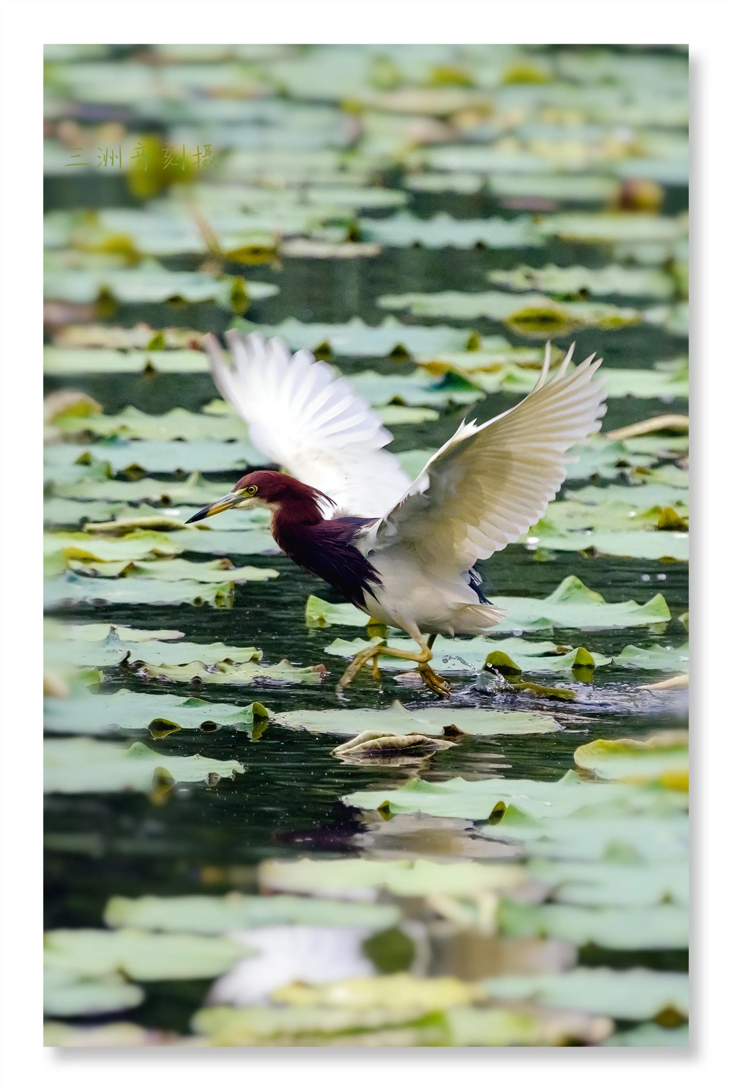 上海国际汽车城安亭,上海安亭国际汽车城