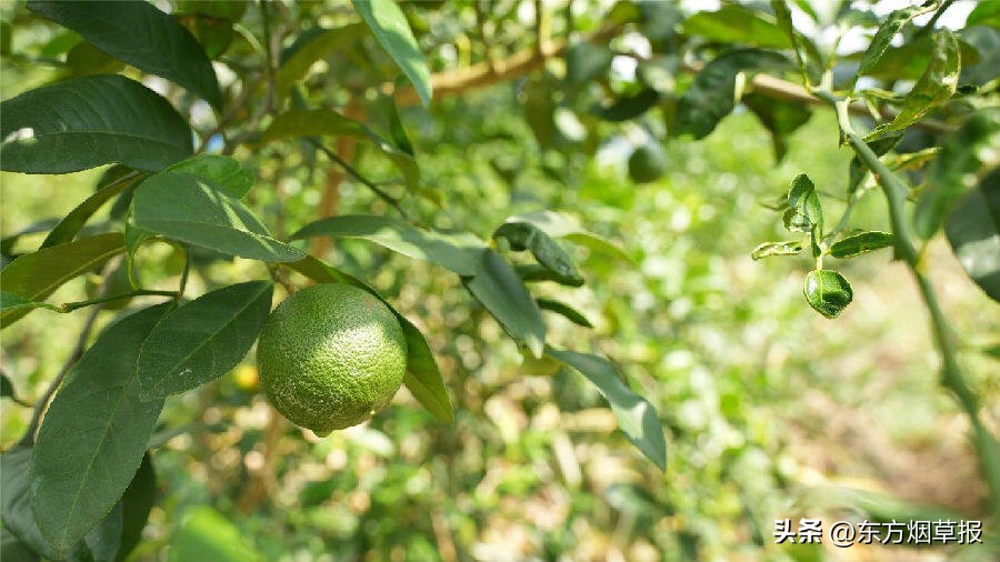 青柠的味道酸苦,青柠的香味描述