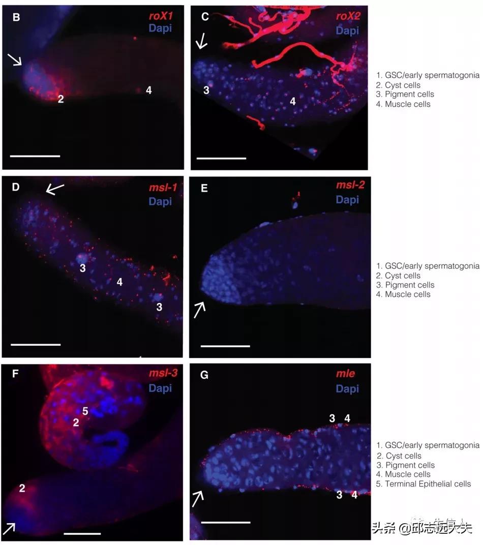 单细胞测序干湿结合,单细胞测序数据分析教程