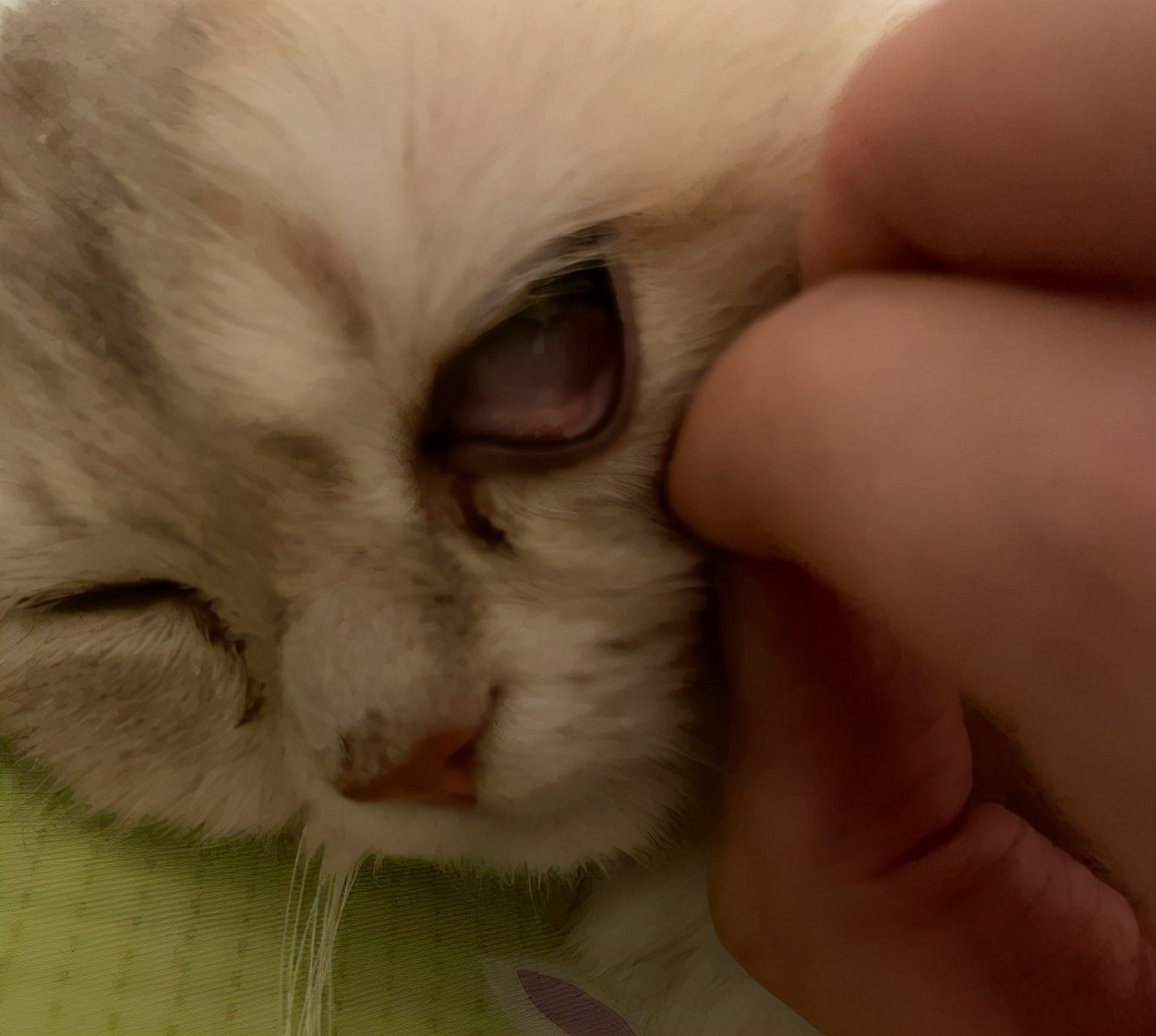 猫咪吃完罐头呕吐怎么办,猫咪吃k9的罐头呕吐