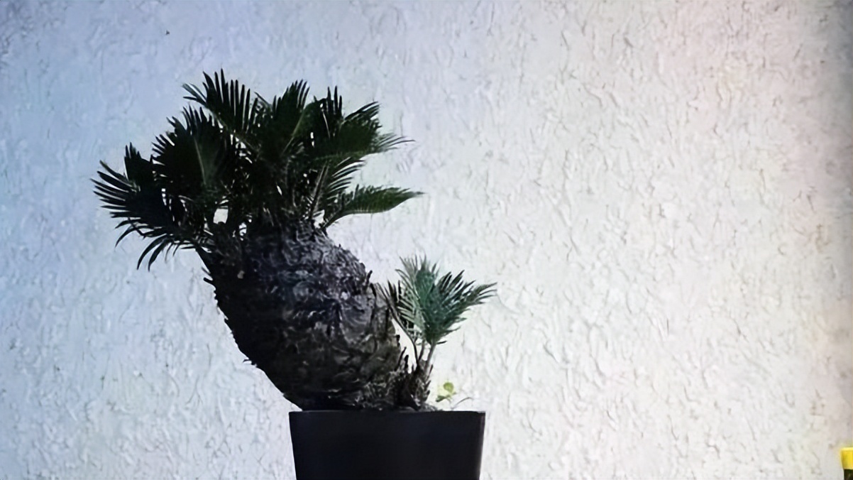 家中养8种盆栽树,客厅养什么盆栽树最好