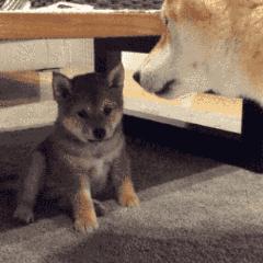 狗狗的4种交配方式,网友:没见过