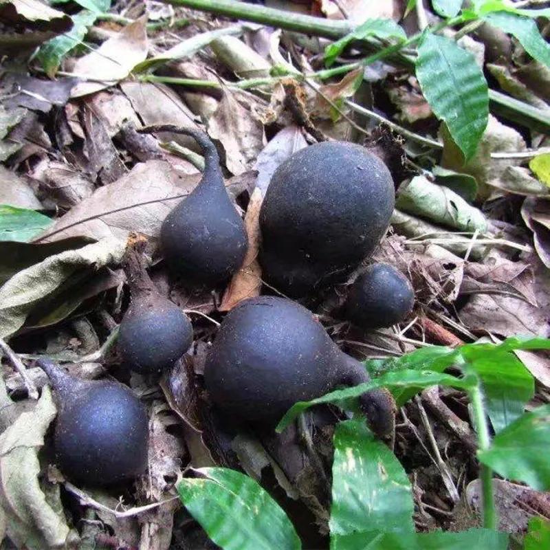 白蚁窝里的稀有菌类 (白蚁窝长出来的蘑菇)