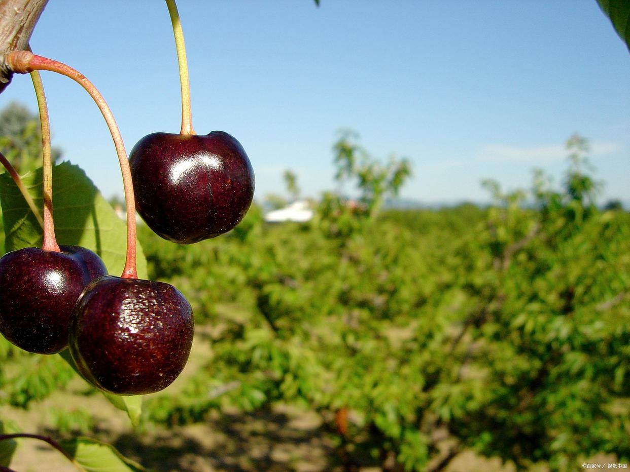 运输京津冀的车厘子,智利车厘子每年向中国输送多少