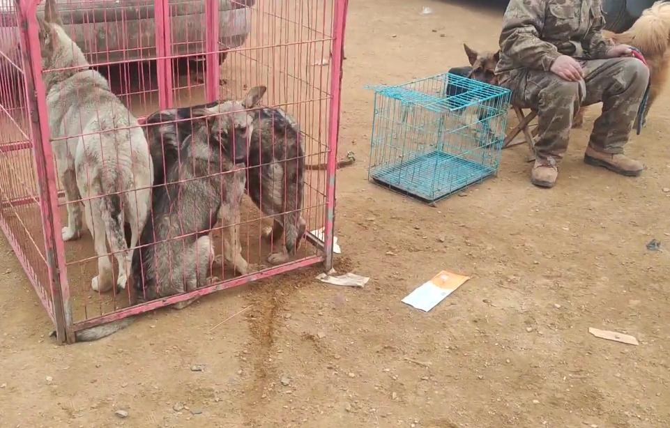 东北：大哥想救笼里狗，岂料狗贩张口就是数十万，大哥：这谁能买