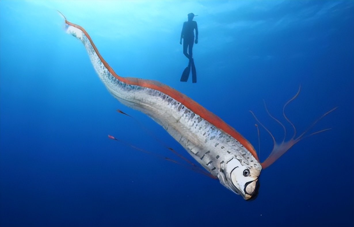 地震前兆有哪些鱼,地震鱼现身日本视频