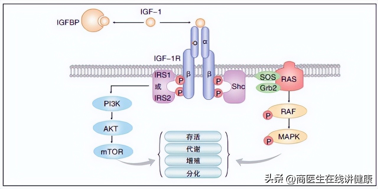 糖尿病神经病变吃什么药修复神经,糖尿病常吃这5种食物血糖高