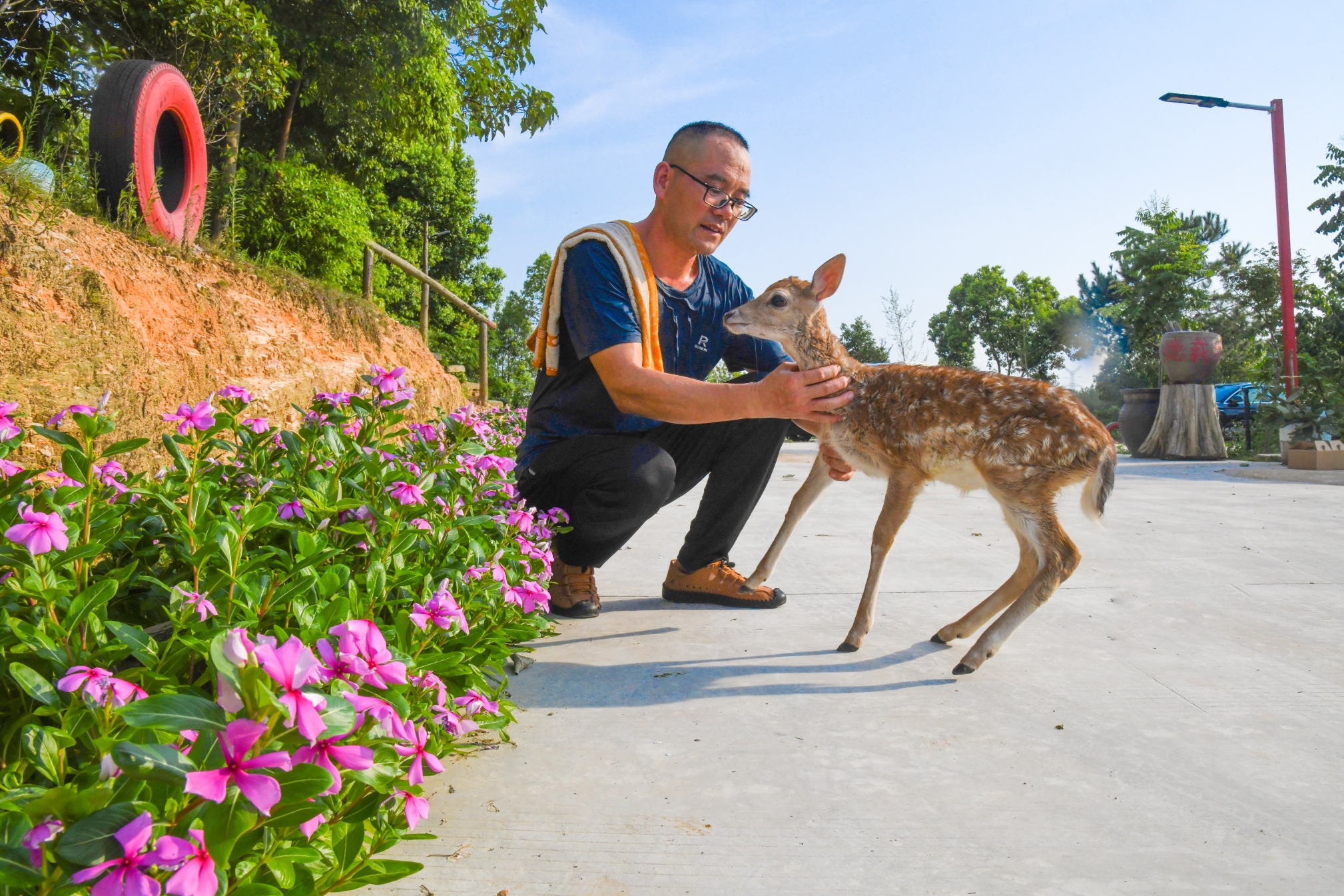 梅花鹿养殖产业助农致富奔小康,乡村季风梅花鹿养殖致富