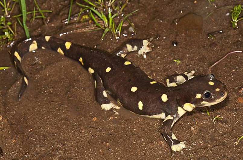 把自己玩成濒危的物种,把自己玩成了濒危动物