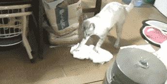 夏季常见蚊虫叮咬图鉴,女孩被家人吸血10年