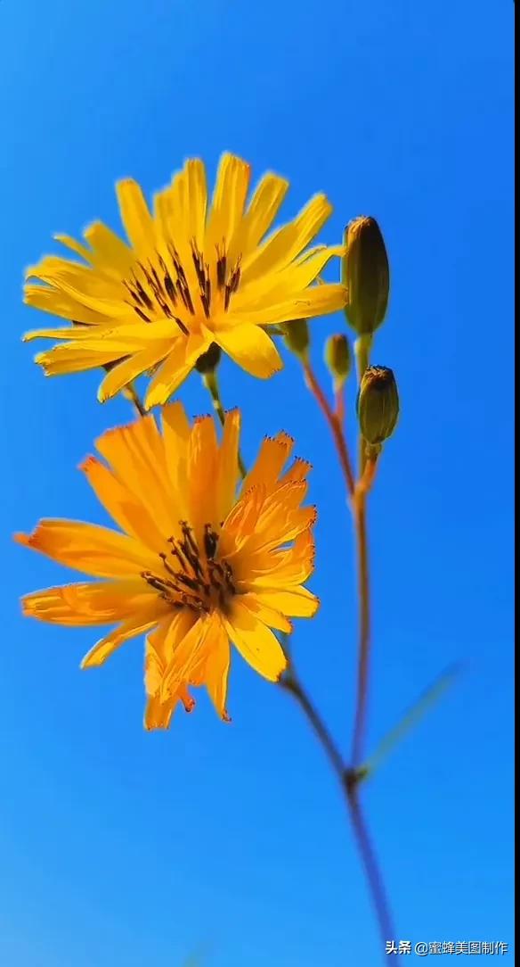 一草一木皆本心一花一叶皆菩提,一花一叶一菩提一草一木皆有情