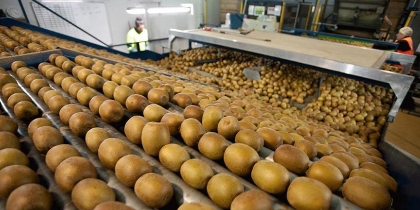 新西兰弄走了湖北猕猴桃，还让中国人付版权费？