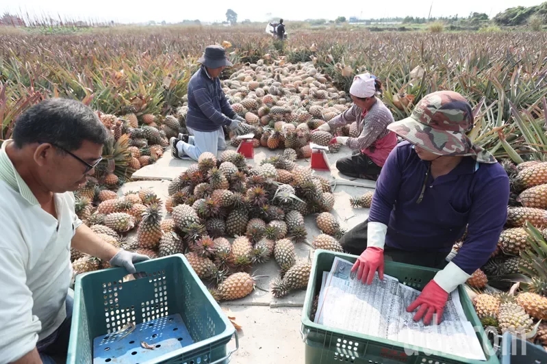 台湾水果滞销新政策,台湾凤梨滞销解决方案