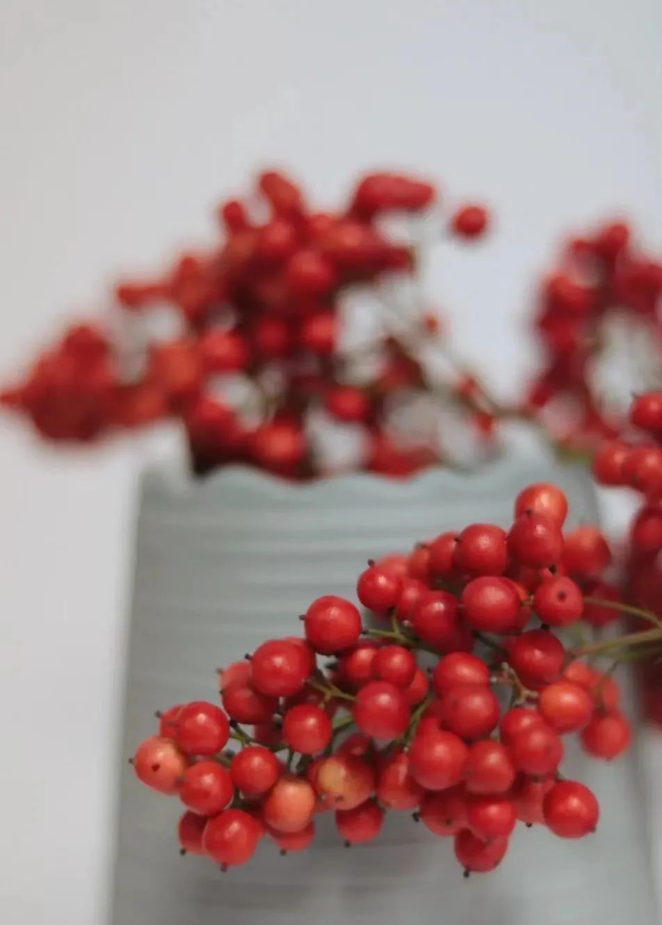 又又又被美到！10款秋日的花果叶，打包了最斑斓的秋色